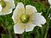 Mountain pasqueflower (Anemone occidentalis)