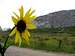 Sunflower at the Quarry
