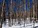 Aspens in the snow, Round Hill