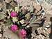 Beavertail Cactus Blooms
