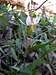 Erythronium albidum, White Trout Lily