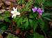 Spring flowers – Anemone nemorosa and Dentaria glandulosa.