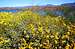 Brittle Bush Blooms Near A Full Lake