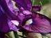 Iris sp, northern Iran