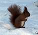 Squirrel in winter in the Sudetes