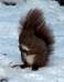 Squirrel in winter in the Sudetes