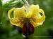 Lilium ponticum, Kackar mts Turkey
