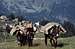 Weissmies. Mules carrying...