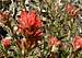 Middle Fork Paintbrush