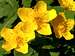 Flowers of Yellow Marsh Marigolds
