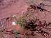 Coral Pink Primrose and animal tracks