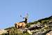 Elk in RMNP