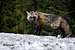 Mt Rainier Fox