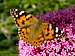 Painted Lady Butterfly - Frindsbury