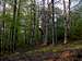 Beech wood forest