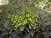California Maiden-hair fern (Adiantum jordanii)