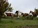 Wild Ponies Along Rhododendron Trail...