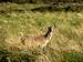 Female Deer in Glencoe