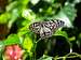 Butterfly (Danaus choaspes) on Mt. Malipunyo