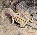 Long Nosed Leopard Lizard