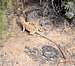 Long Nose Leopard Lizard