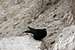 Alpine Chough