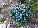 Forget-me-not flowers on 2800 m