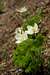 Western Pasqueflowers
