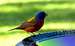 painted bunting