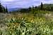 Thorn Creek Butte Wildflowers