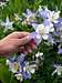 Huge columbines