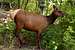 Elk in Aspen Grove