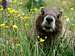 Marmot On Redcloud