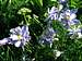 Many Columbines and