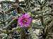 Bee Cactus Bloom