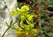 Bee on Sulfur Buckwheat
