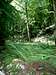 Trail in the Meadows/Forest