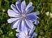 Flower of Chicory