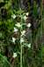 Plantanthera chlorantha