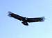Andean Condor, Bolivia