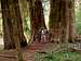 Rainforest Cedars