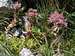 Saxifraga Longiflora in the White Tatras