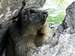 A marmot near the Peak of Aiguillous