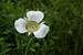 Flat Tops Mariposa Lily