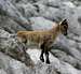 Ibexes of the Montasio group (2)