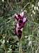 Orchid (Serapias Neglecta),...