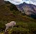 Mountain Goat, Willow Pass