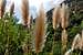 Cat-Tails along the way