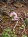 Olympic nodding onion (A. cernuum)