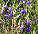 Harebells in bloom